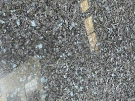 Xà cừ xám xanh